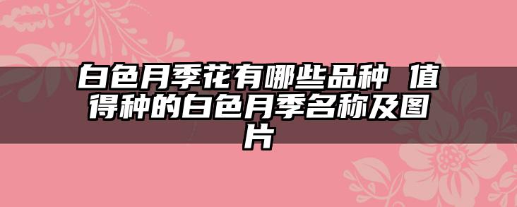 白色月季花有哪些品种 值得种的白色月季名称及图片