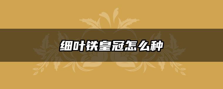 细叶铁皇冠怎么种