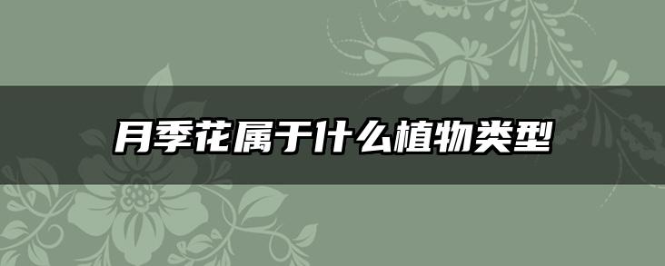 月季花属于什么植物类型