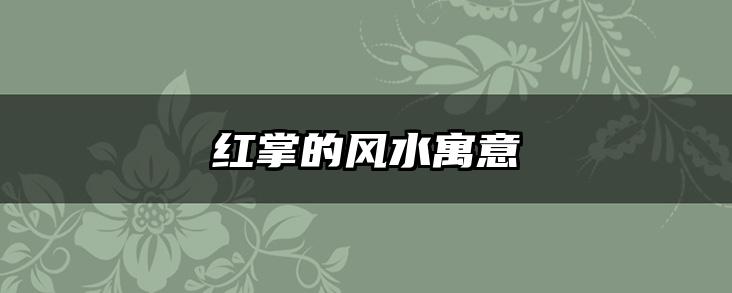 红掌的风水寓意