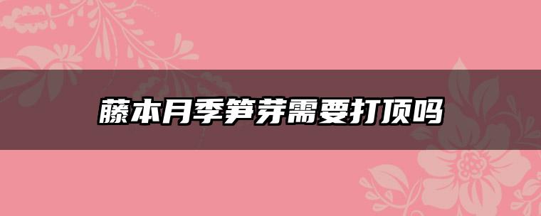 藤本月季笋芽需要打顶吗