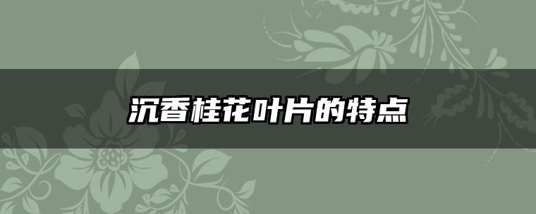 沉香桂花叶片的特点