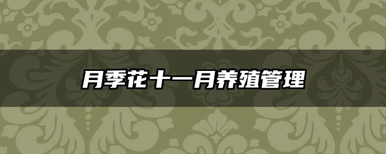 月季花十一月养殖管理