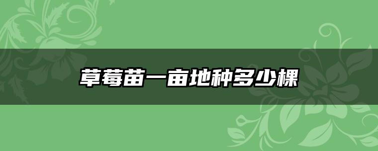 草莓苗一亩地种多少棵