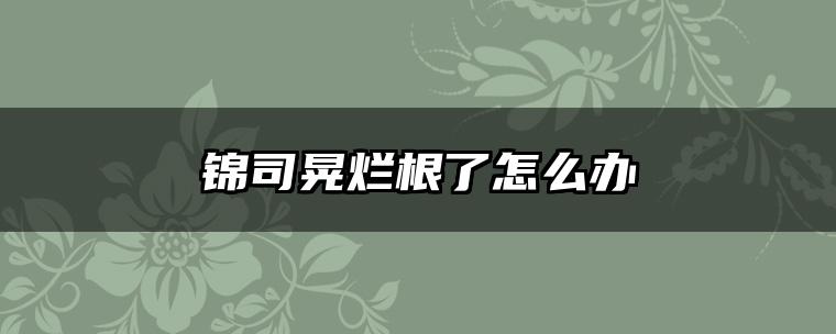 锦司晃烂根了怎么办