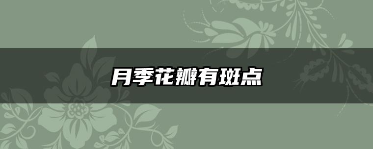 月季花瓣有斑点