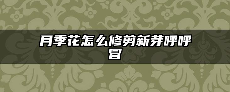 月季花怎么修剪新芽呼呼冒