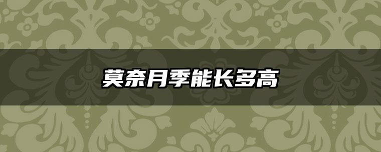 莫奈月季能长多高