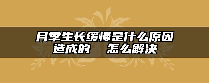 月季生长缓慢是什么原因造成的  怎么解决
