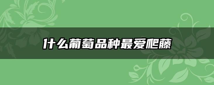 什么葡萄品种最爱爬藤