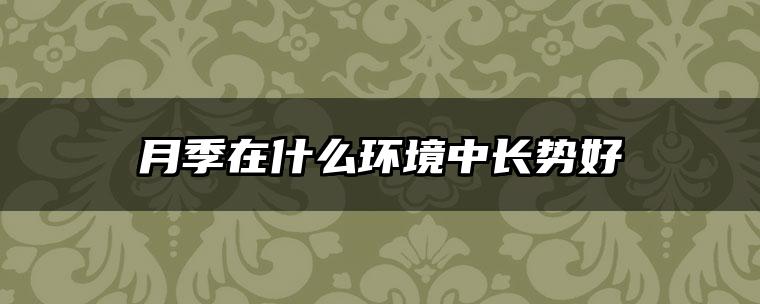 月季在什么环境中长势好