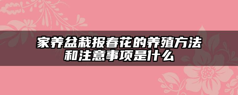 家养盆栽报春花的养殖方法和注意事项是什么