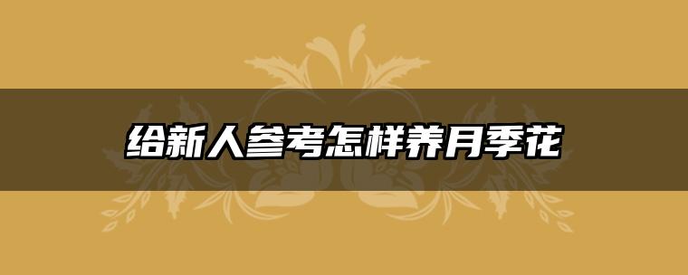 给新人参考怎样养月季花