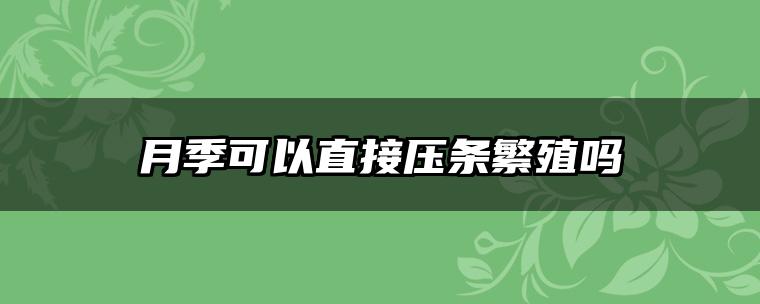 月季可以直接压条繁殖吗