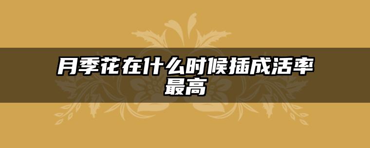 月季花在什么时候插成活率最高