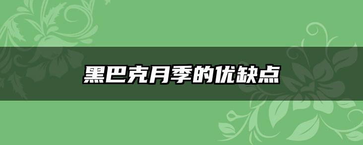 黑巴克月季的优缺点