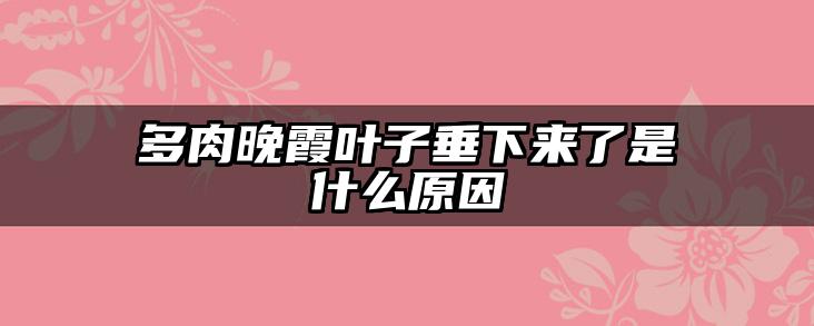 多肉晚霞叶子垂下来了是什么原因