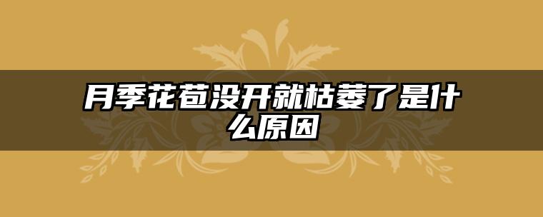 月季花苞没开就枯萎了是什么原因