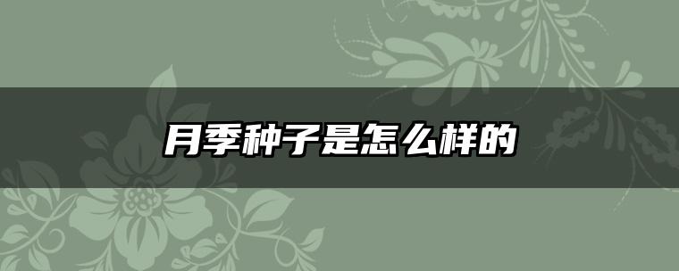 月季种子是怎么样的