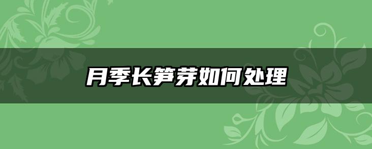 月季长笋芽如何处理