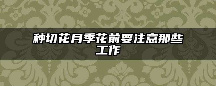 种切花月季花前要注意那些工作