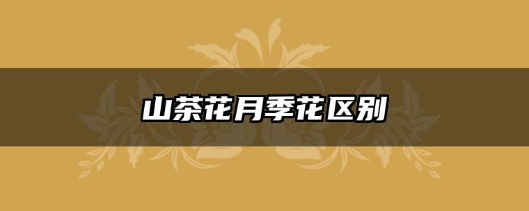 山茶花月季花区别