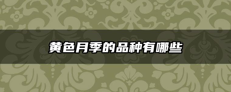 黄色月季的品种有哪些