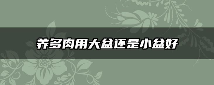养多肉用大盆还是小盆好