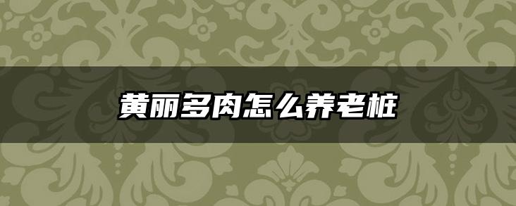 黄丽多肉怎么养老桩