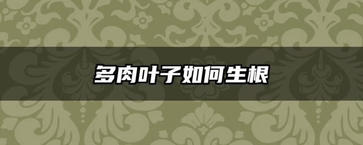 多肉叶子如何生根