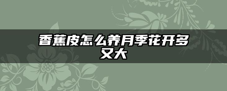 香蕉皮怎么养月季花开多又大