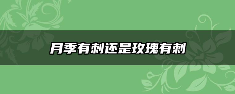 月季有刺还是玫瑰有刺