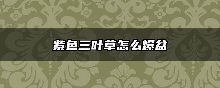 紫色三叶草怎么爆盆