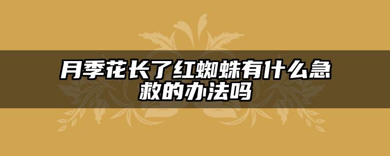 月季花长了红蜘蛛有什么急救的办法吗