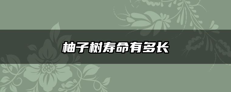 柚子树寿命有多长