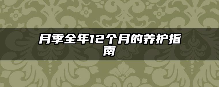 月季全年12个月的养护指南
