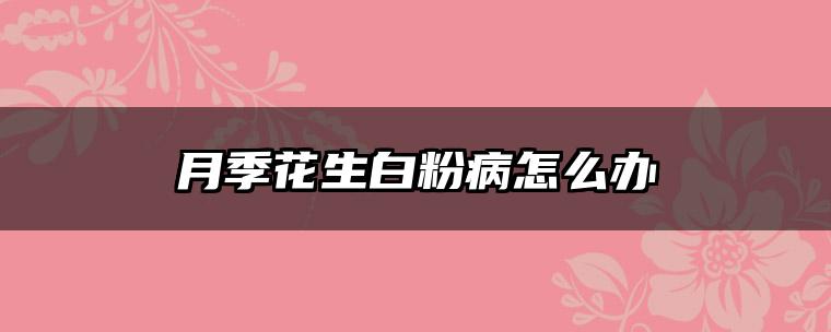 月季花生白粉病怎么办