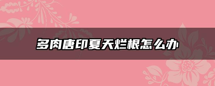多肉唐印夏天烂根怎么办