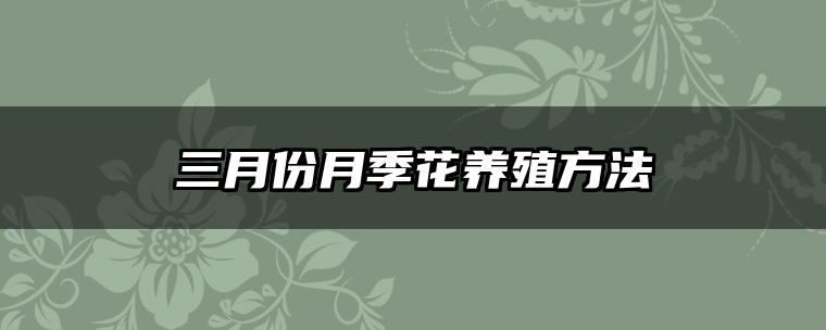 三月份月季花养殖方法