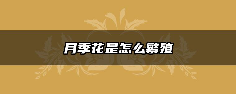 月季花是怎么繁殖
