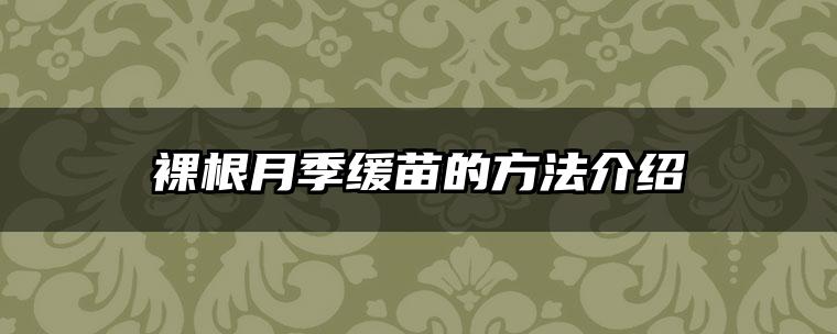 裸根月季缓苗的方法介绍