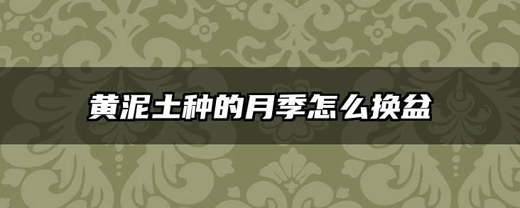 黄泥土种的月季怎么换盆