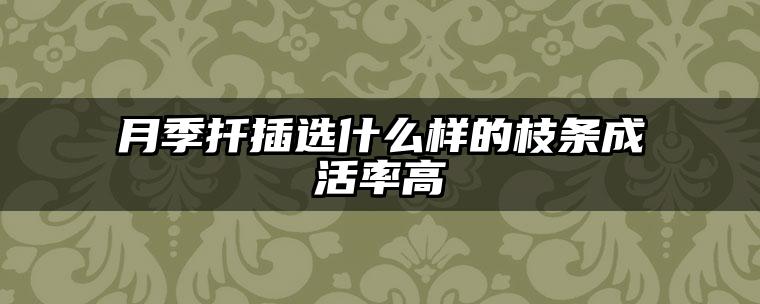 月季扦插选什么样的枝条成活率高