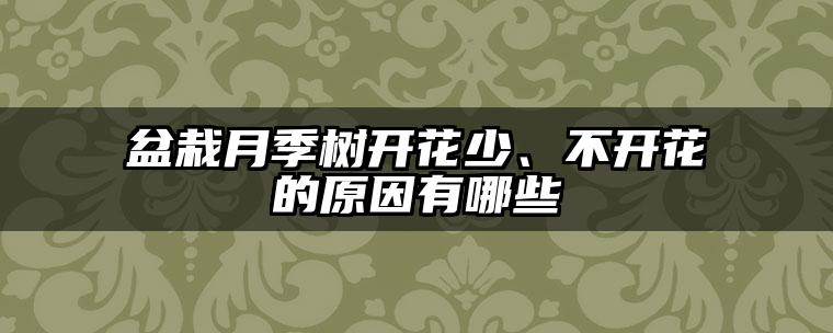 盆栽月季树开花少、不开花的原因有哪些