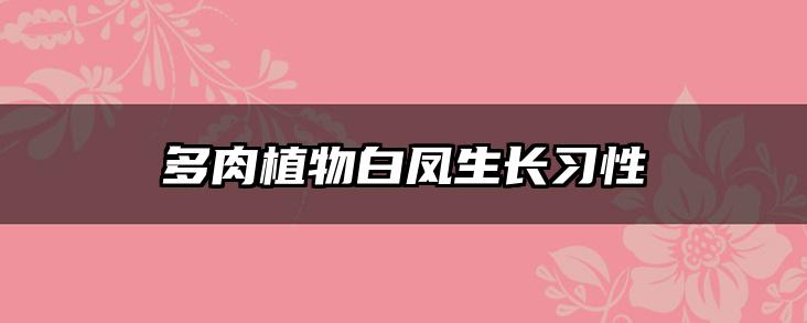 多肉植物白凤生长习性