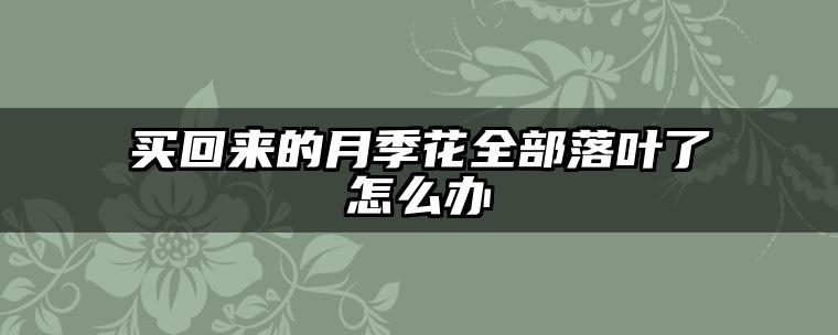 买回来的月季花全部落叶了怎么办