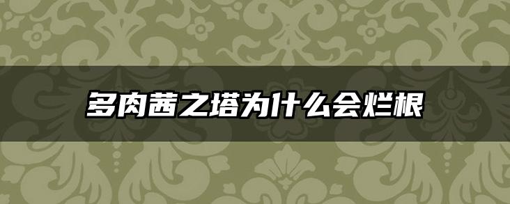 多肉茜之塔为什么会烂根