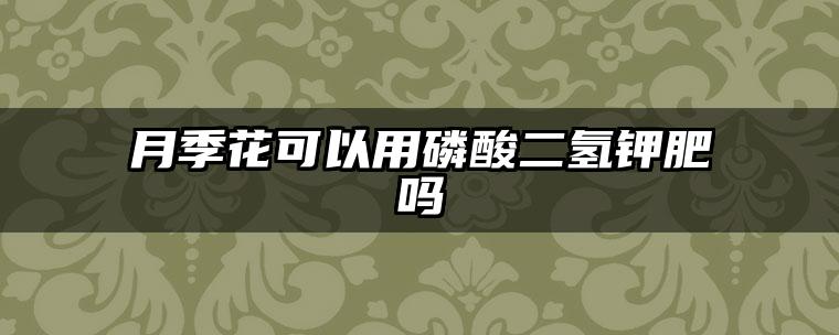 月季花可以用磷酸二氢钾肥吗