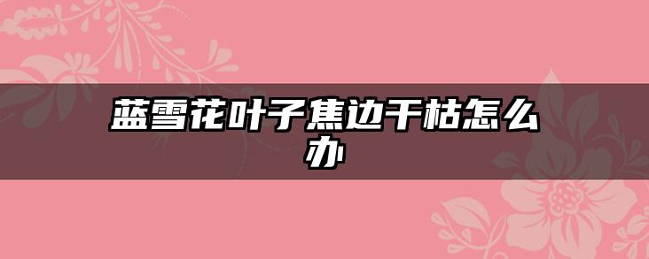 蓝雪花叶子焦边干枯怎么办