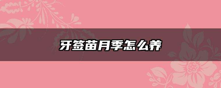 牙签苗月季怎么养